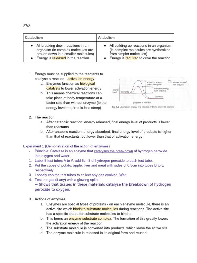 test notes_ enzymes | PDF | Enzyme | Active Site
