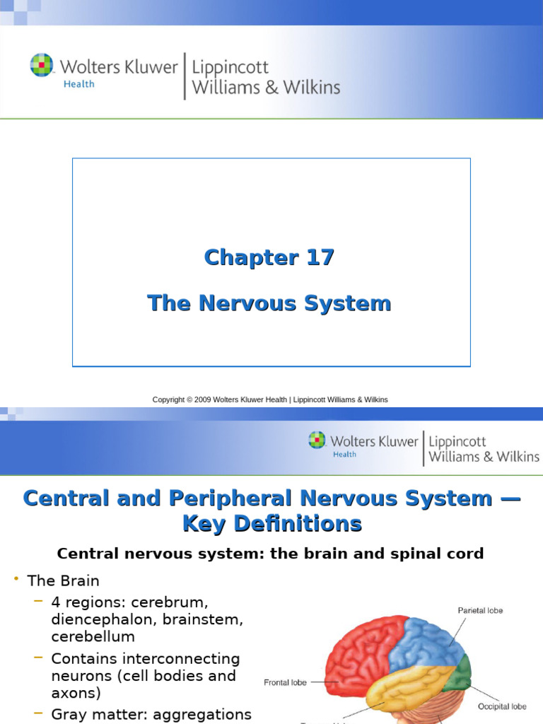 The nervous system | PDF | Spinal Cord | Central Nervous System