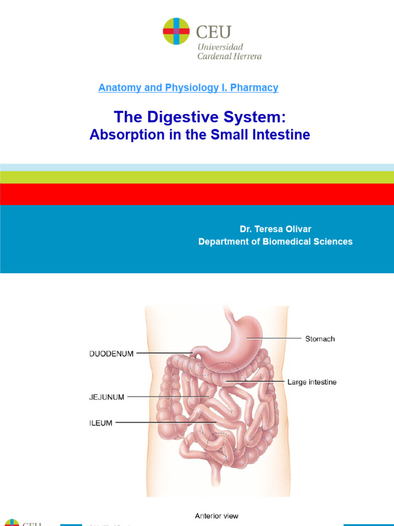 Small Intestine Nutrient Absorption Guide | PDF | Small Intestine ...