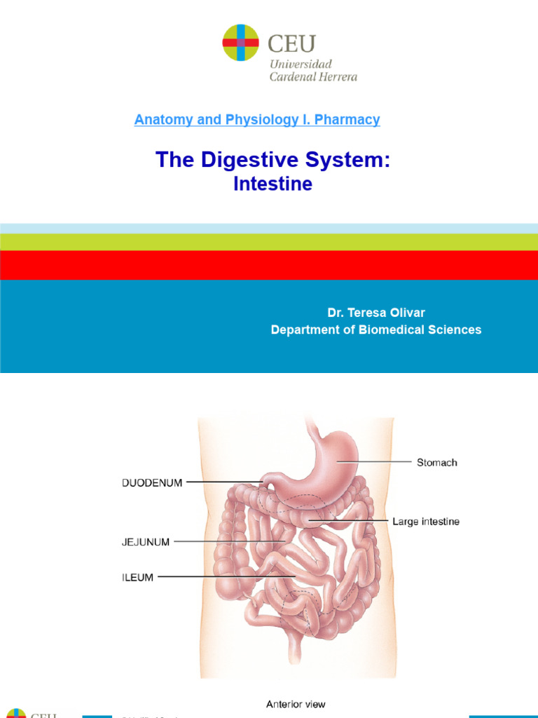 Anatomy and Function of the Intestine | PDF | Digestion ...