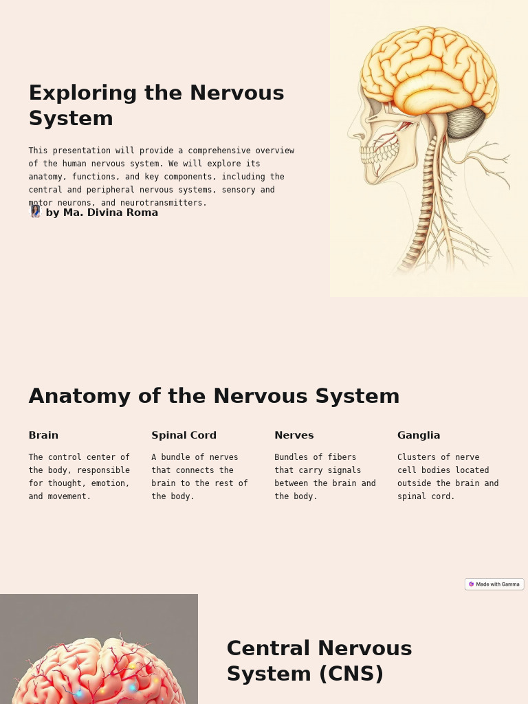 Overview of the Human Nervous System | PDF | Nervous System | Central ...