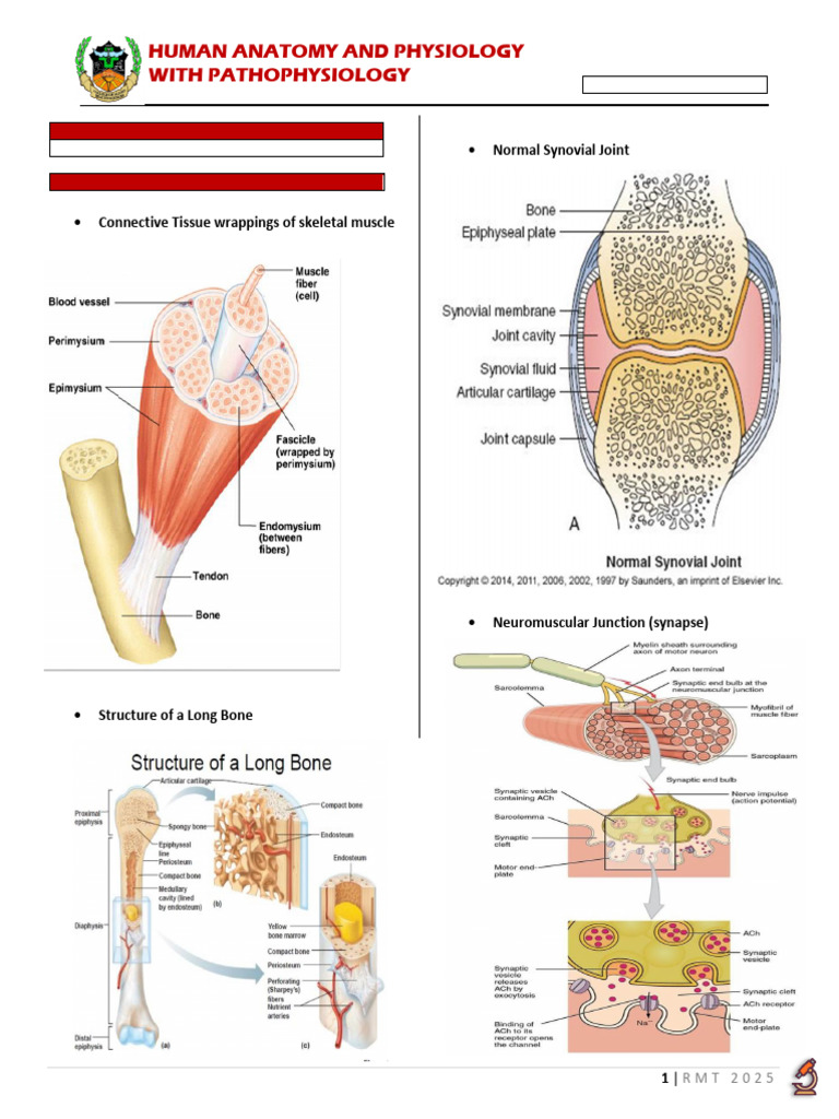 Anatomy & Physiology: Fractures | PDF | Bone | Human Musculoskeletal System