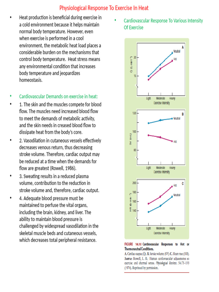 Cardiovascular Response to Heat Exercise | PDF | Vasodilation ...