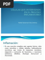 Download Clulas Que Intervienen En El Proceso Inflamatorio by Rafael Daz SN82430848 doc pdf