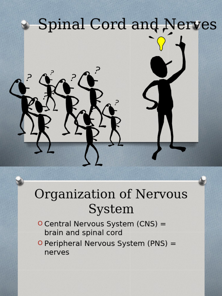 Spinal Cord + Nerves Final 5-12-23 | PDF | Vertebral Column | Spinal Cord