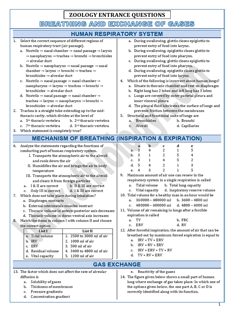 Human Respiratory System Overview | PDF | Respiratory Tract | Lung