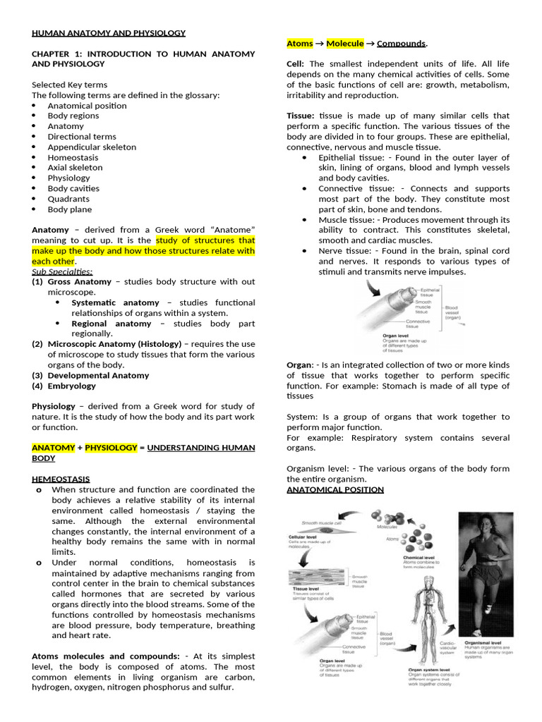 Human Anatomy & Physiology Overview | PDF | Anatomical Terms Of ...