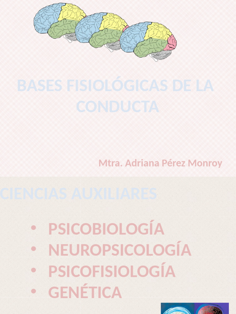Ud 2 3 Bases Fisiol | PDF | Sinapsis | Neurona