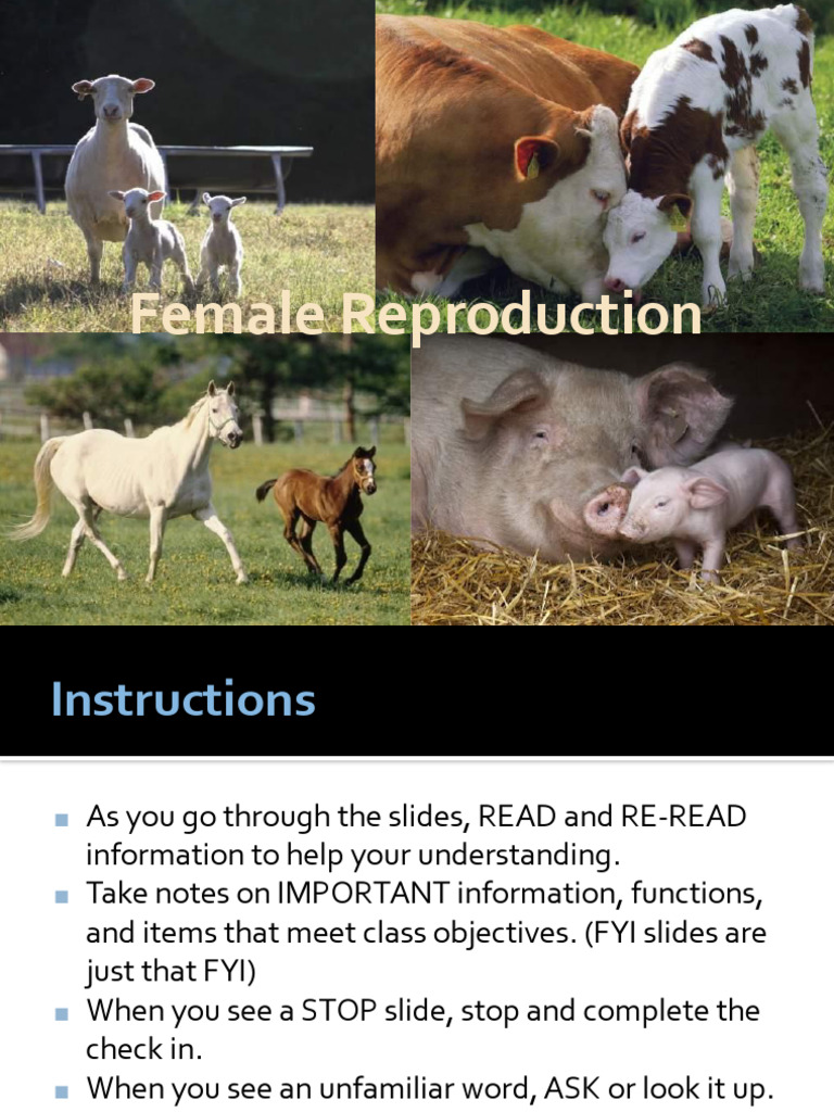 Overview of Female Reproductive Anatomy | PDF | Menstrual Cycle | Uterus