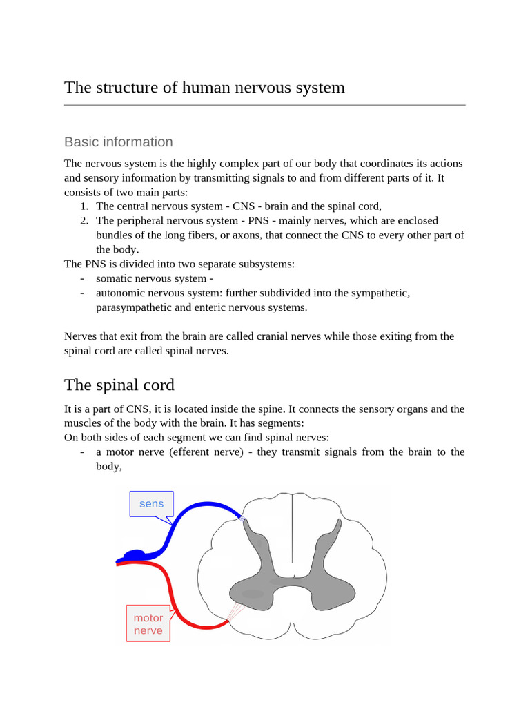 Overview of Human Nervous System Structure | PDF | Nerve | Nervous System
