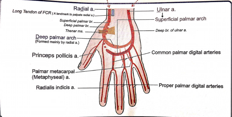 Hand Circulation | PDF