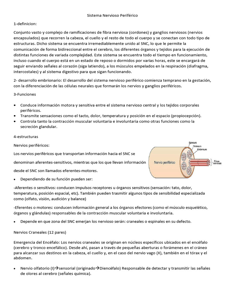 Funciones y Estructura del Sistema Nervioso Periférico | PDF | Sistema ...