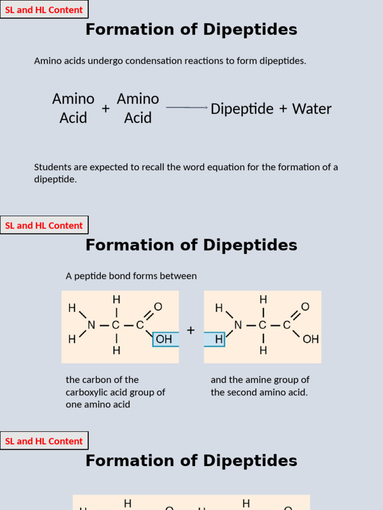 Dipeptide Formation and Protein Structure | PDF | Proteins | Amino Acid