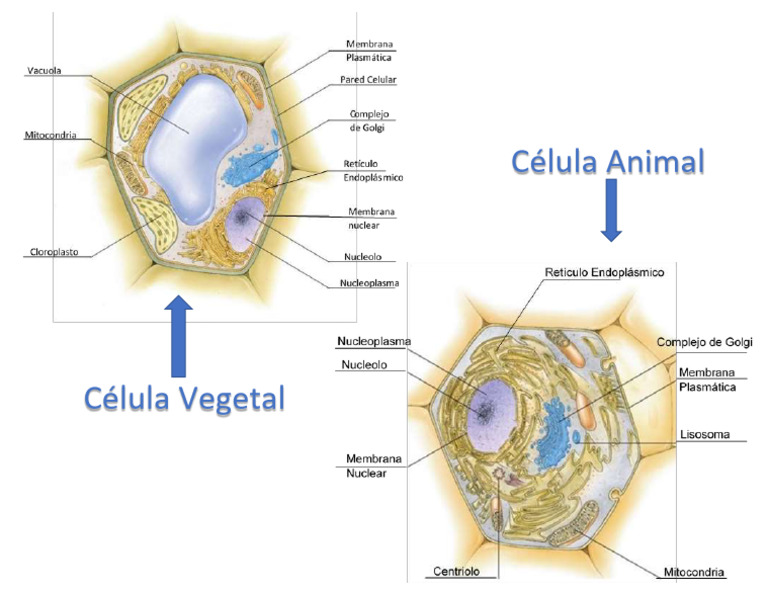 Cell animal y vegetal rotulada | PDF