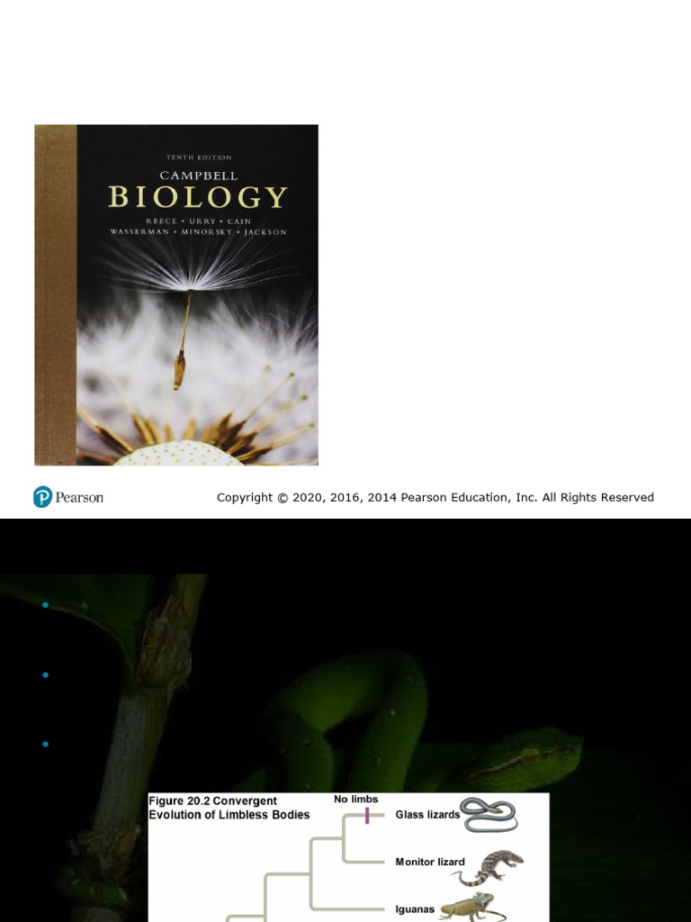 Understanding Phylogeny and Classification | PDF | Phylogenetic Tree ...