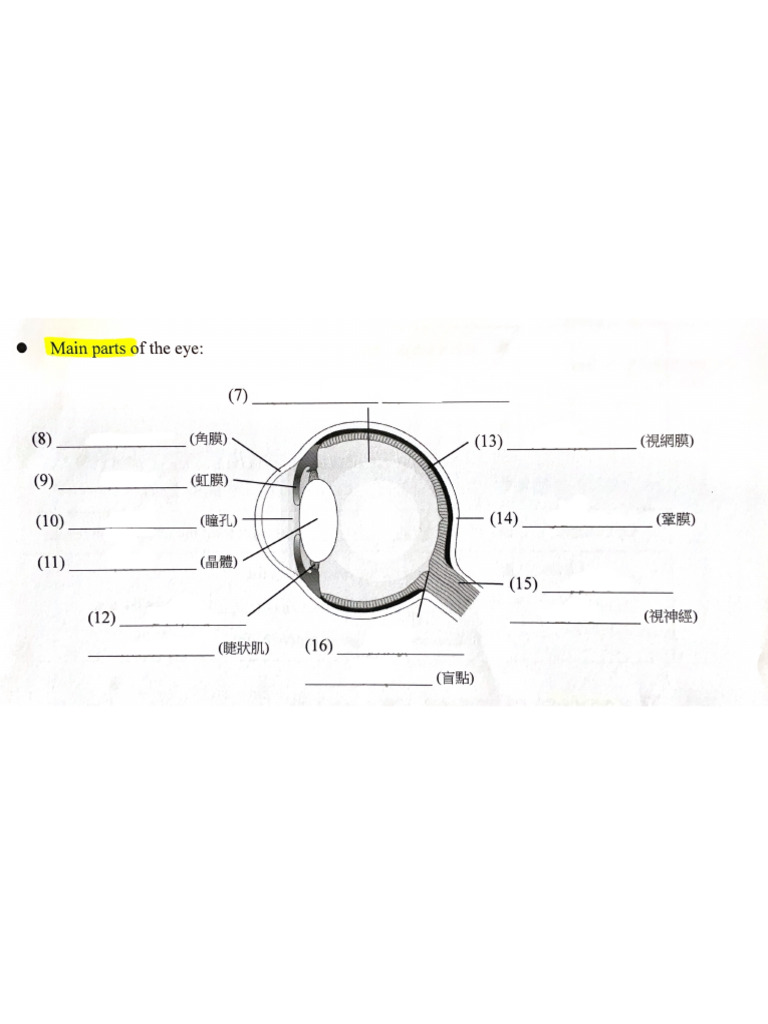 Structure of Eyes Book2B | PDF