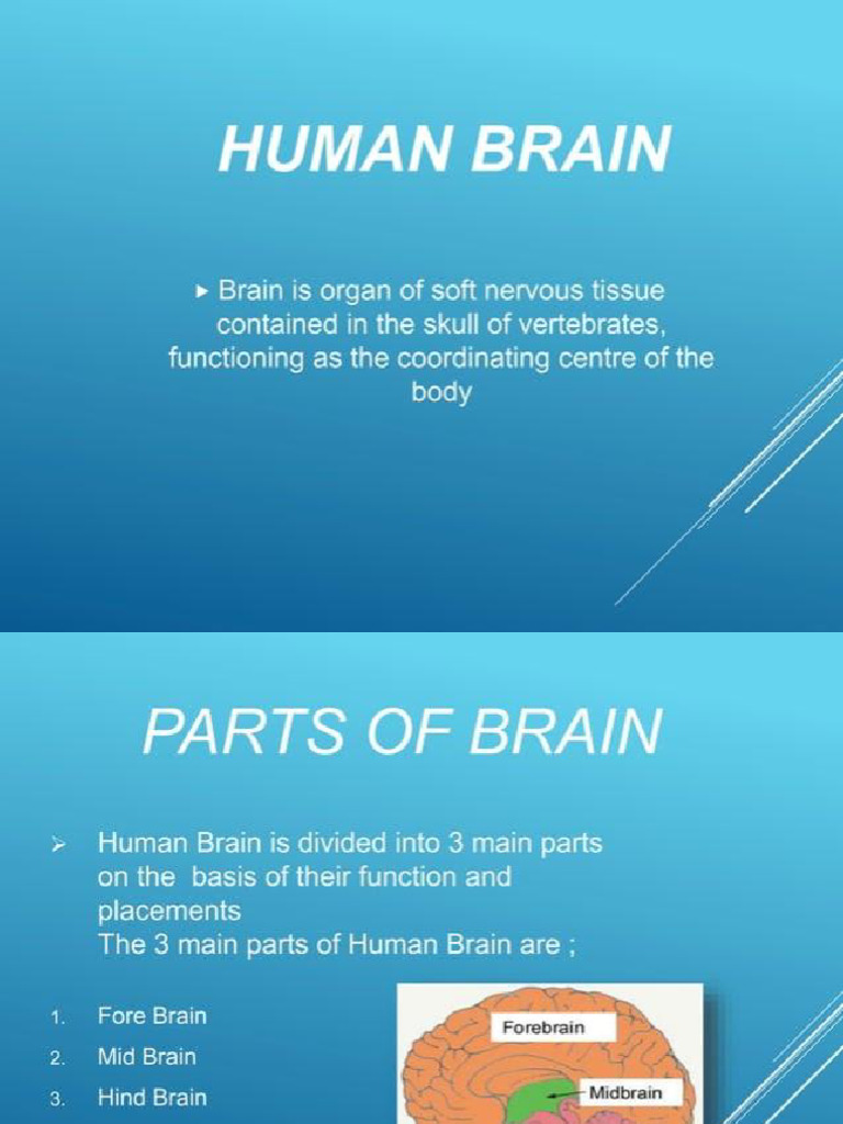 Human Brain Structure and Functions | PDF | Brainstem | Brain