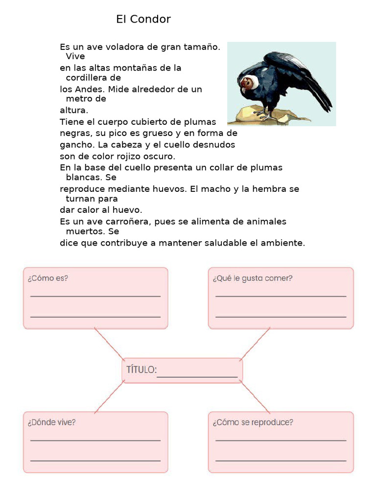 Cóndor Andino: Ave Carroñera Gigante | PDF