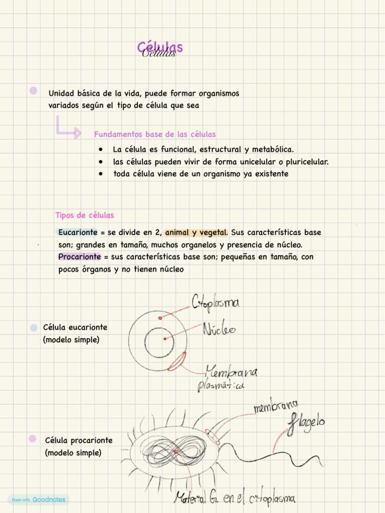 Tipos y Estructura de Células | PDF | Biología Celular) | Citoplasma