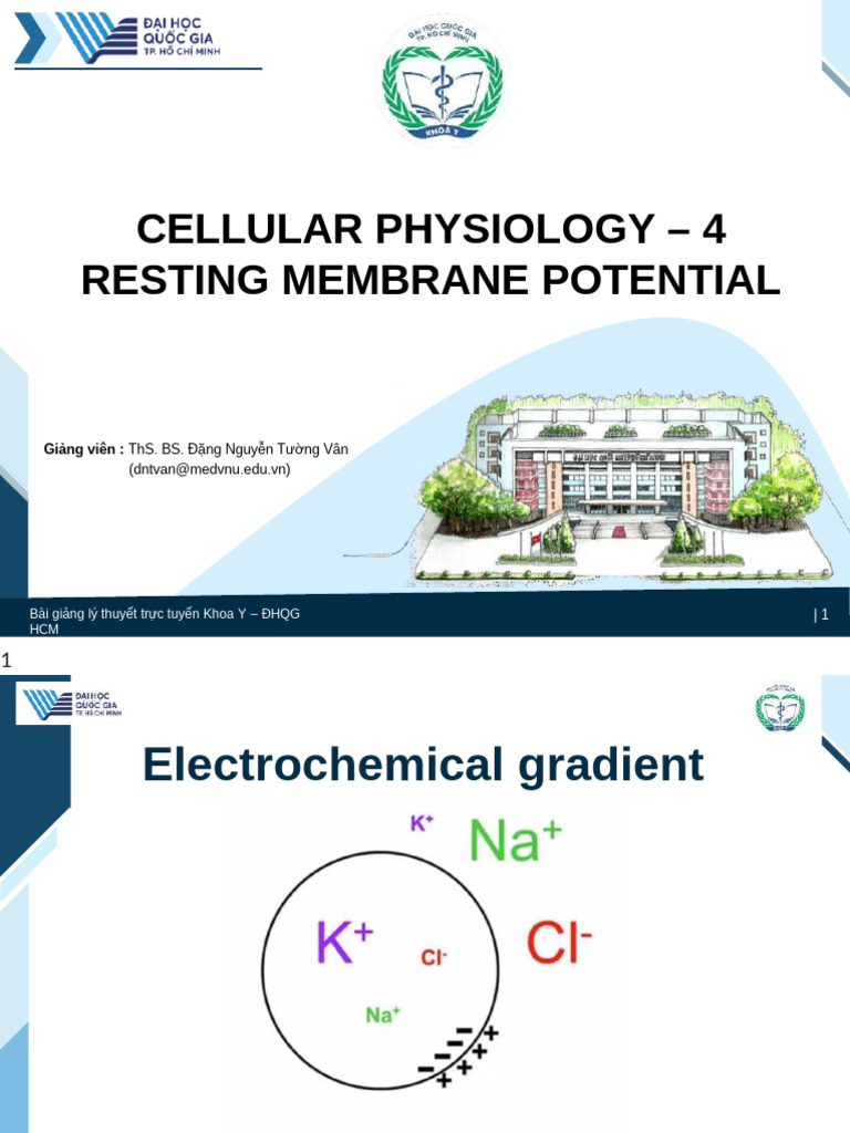 Resting Membrane Potential Explained | PDF