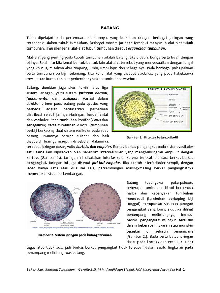 Modul Anatomi Tumbuhan - Batang | PDF