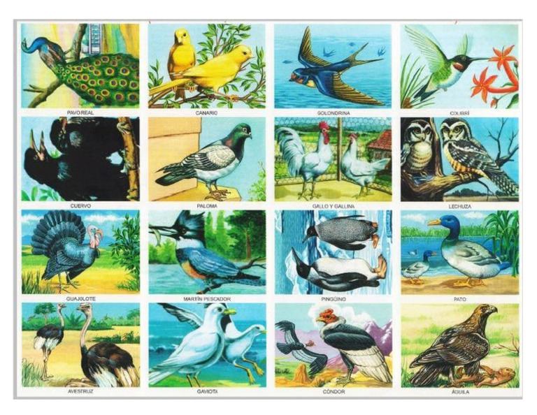 Animales Que Vuelan | PDF