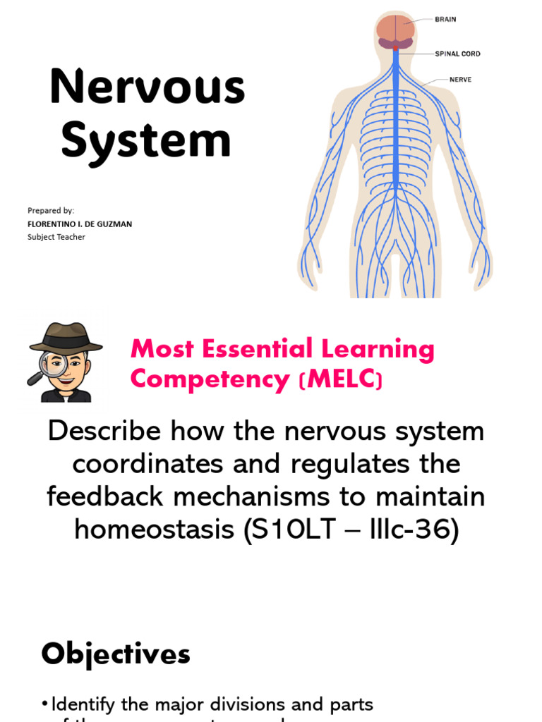Nervous System Overview and Functions | PDF | Nervous System | Central ...