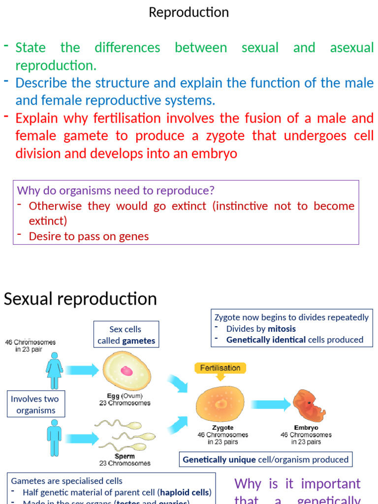Human Reproduction1 | PDF | Sexual Reproduction | Fertilisation