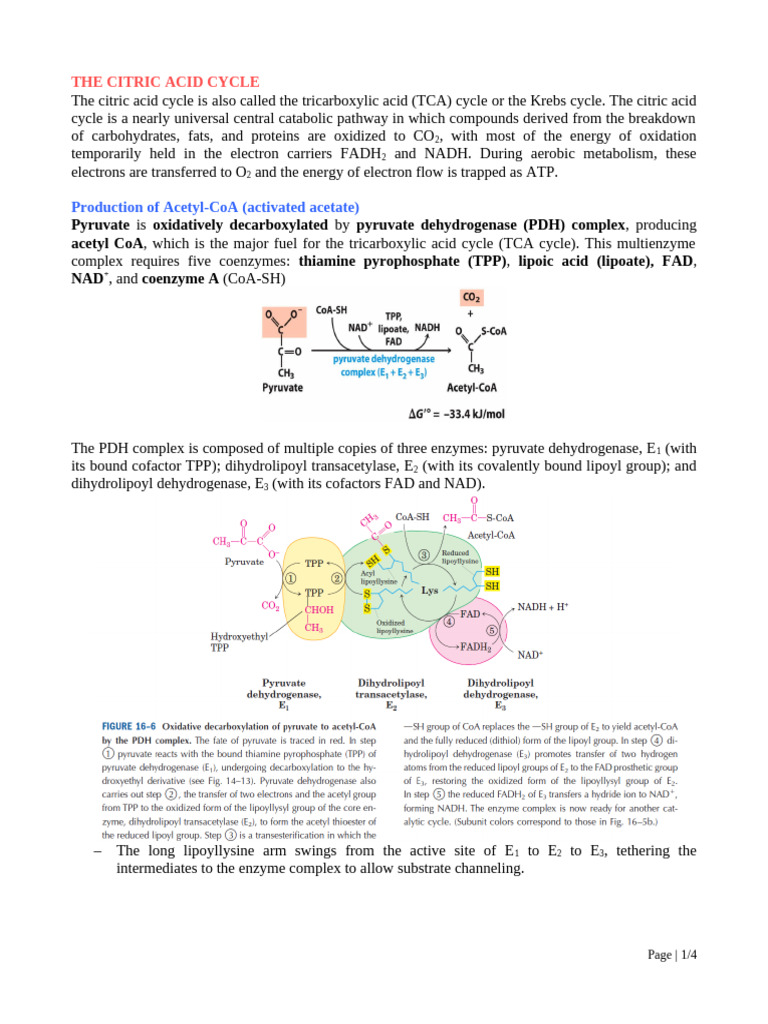 Understanding the Citric Acid Cycle | PDF | Citric Acid Cycle | Chemistry