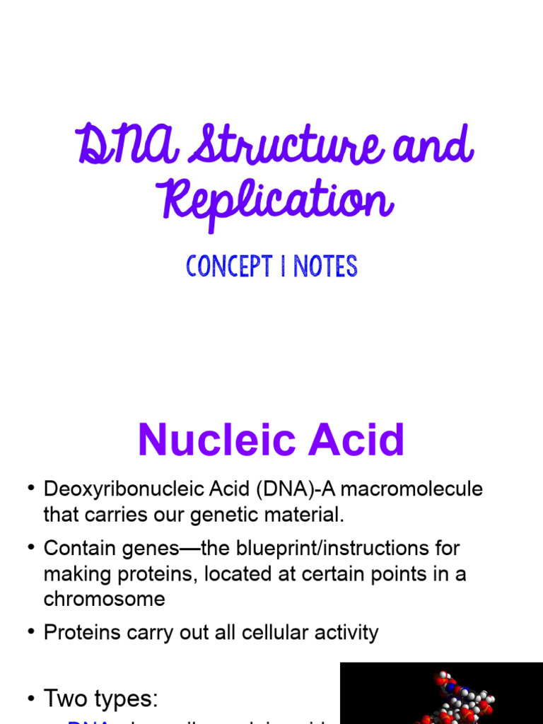 Understanding DNA Structure and Replication | PDF | Dna Replication | Dna
