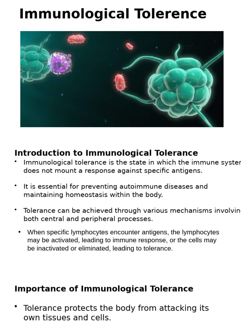 Immunological Tolerance 2 | PDF | Immune Tolerance | Immune System