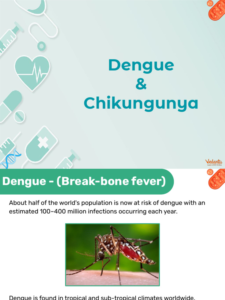 Dengue and Chikungunya Overview | PDF | Mosquito | Animal Diseases