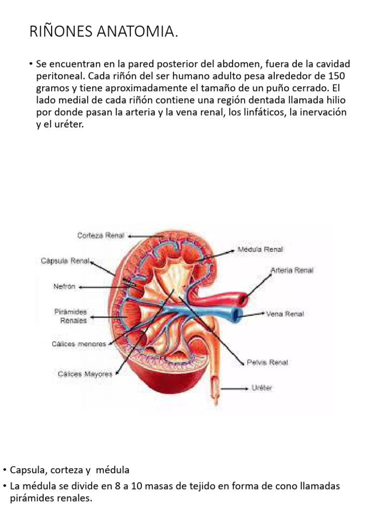 Anatomía y Funciones del Riñón | PDF | Angiotensina | Riñón