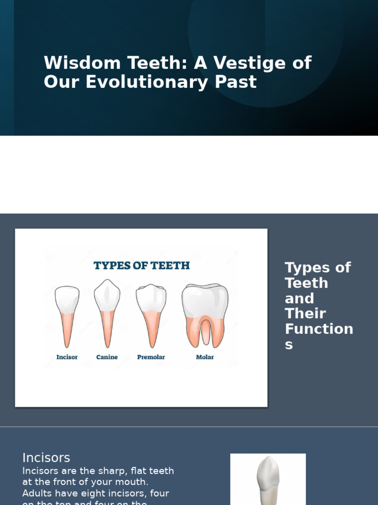 Wisdom Teeth: A Vestige of Our Evolutionary Past | PDF