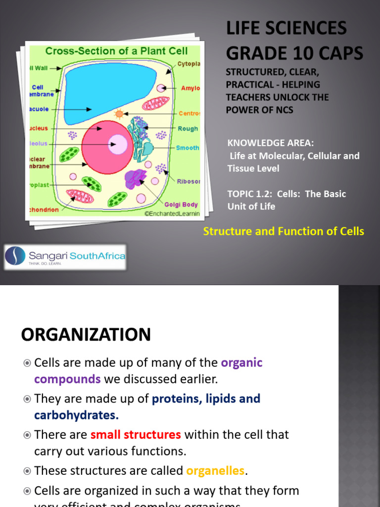 Cell Structure and Functions V2 | PDF | Chloroplast | Cytoplasm