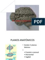 CLASE 2.1 NEUROANATOMIA