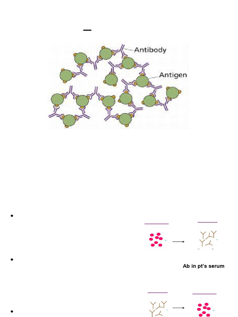 Antigen - Antibody Reaction New Version PDF | PDF | Elisa | Immunoassay