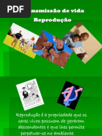 Constituição sistema reprodutor masculino