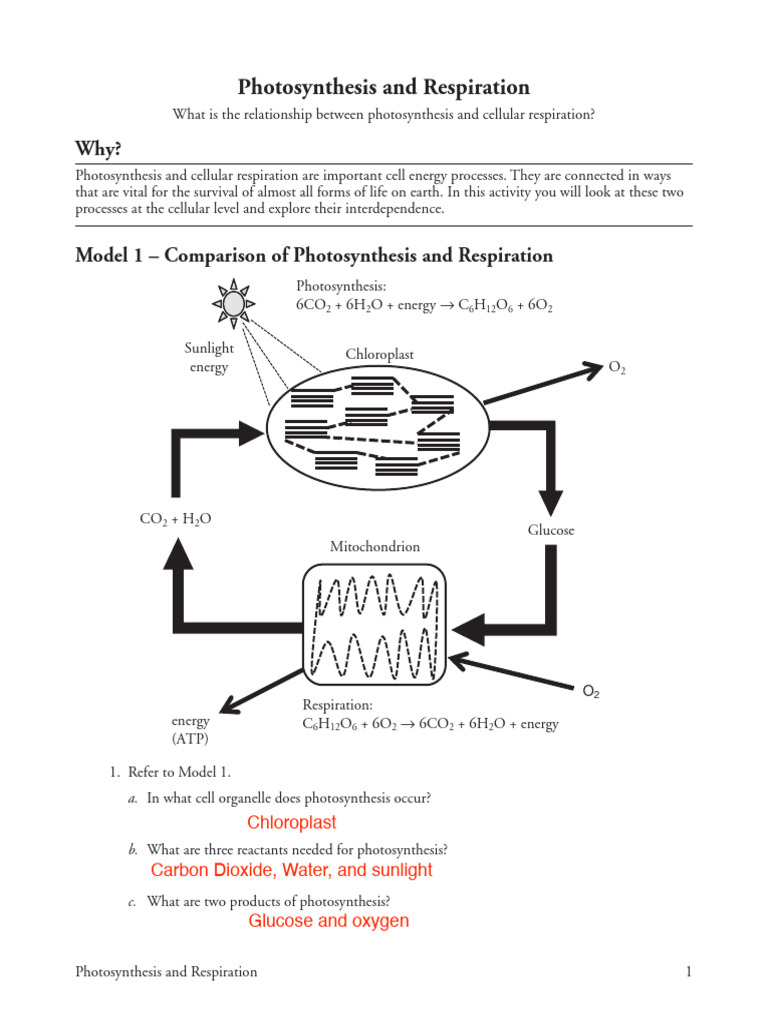 Photosynthesis and Respiration Overview | PDF | Cellular Respiration ...
