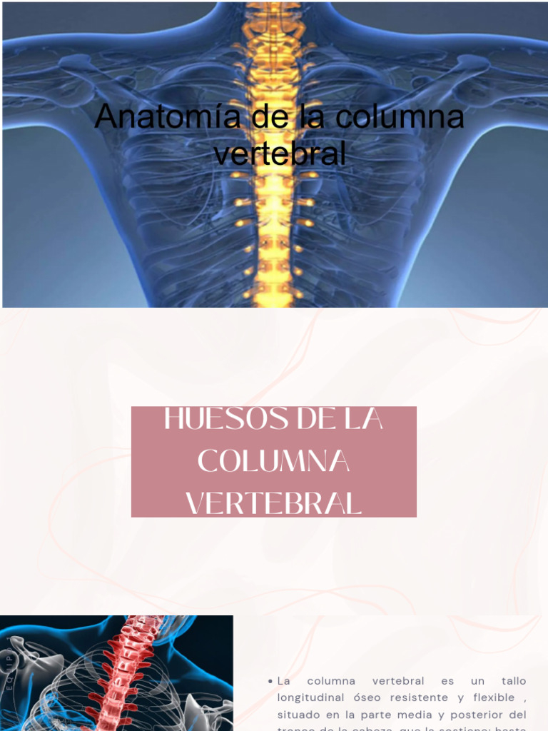 Anatomía de la Columna Vertebral | PDF | Vértebra | La columna vertebral