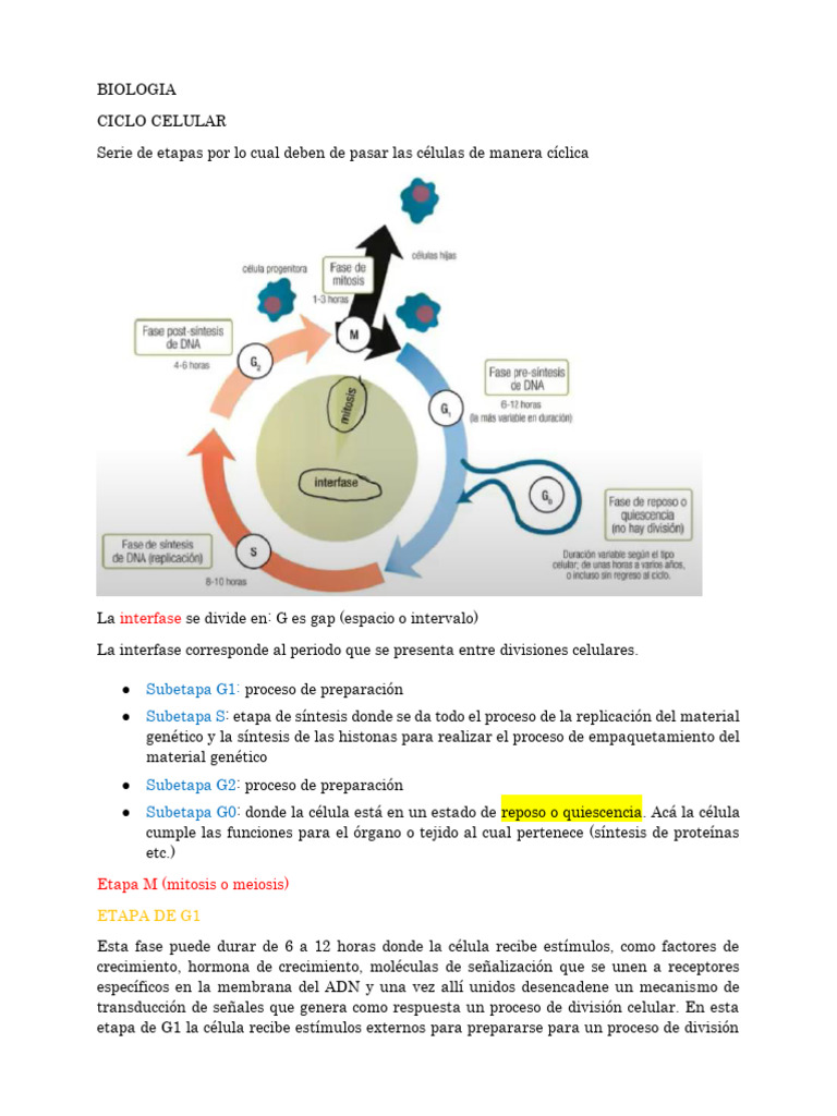 Fases del Ciclo Celular y Mitosis | PDF | Mitosis | Mitosis