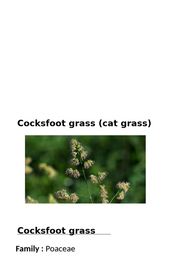 Cocksfoot-Grass-Dactylis-glomerata | PDF | Fertilizer | Soil