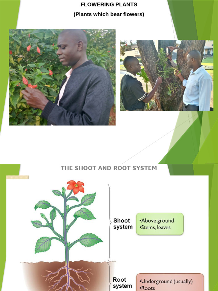 Flowering Plants: Root and Stem Systems | PDF | Fruit | Leaf