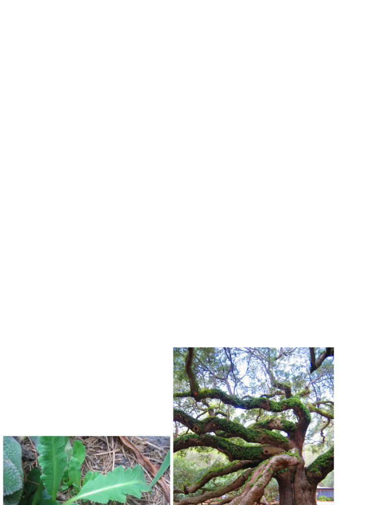 Lecture+%235 +Life+History+Strategies+and+Trade Offs | PDF ...