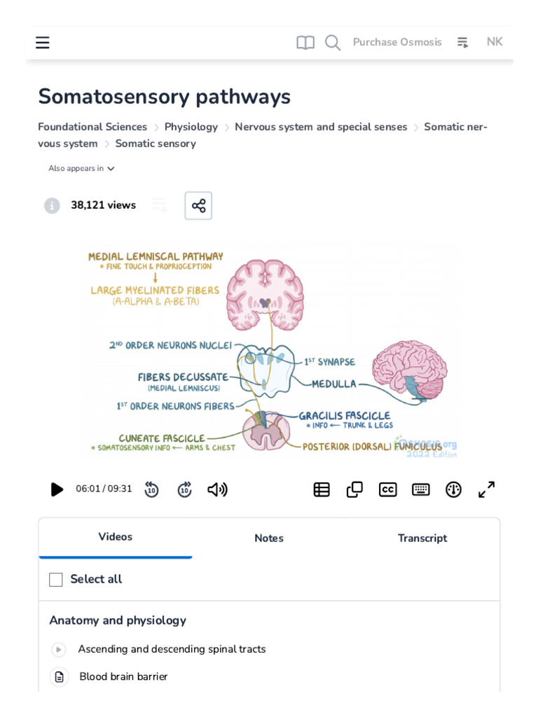 Somatosensory Pathways - Video, Causes, & Meaning - Osmosis | PDF ...