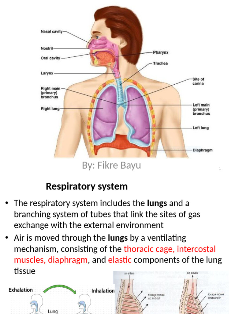 Overview of the Respiratory System | PDF | Respiratory Tract | Lung