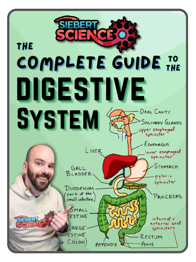 Guide - Digestive System PREVIEW | PDF | Gastrointestinal Tract | Human ...