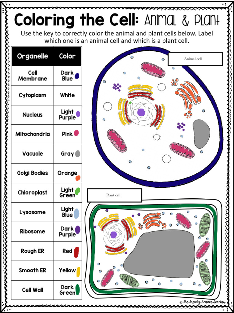 Coloring The Cell:: Teens I | PDF | Cell (Biology) | Cytoplasm