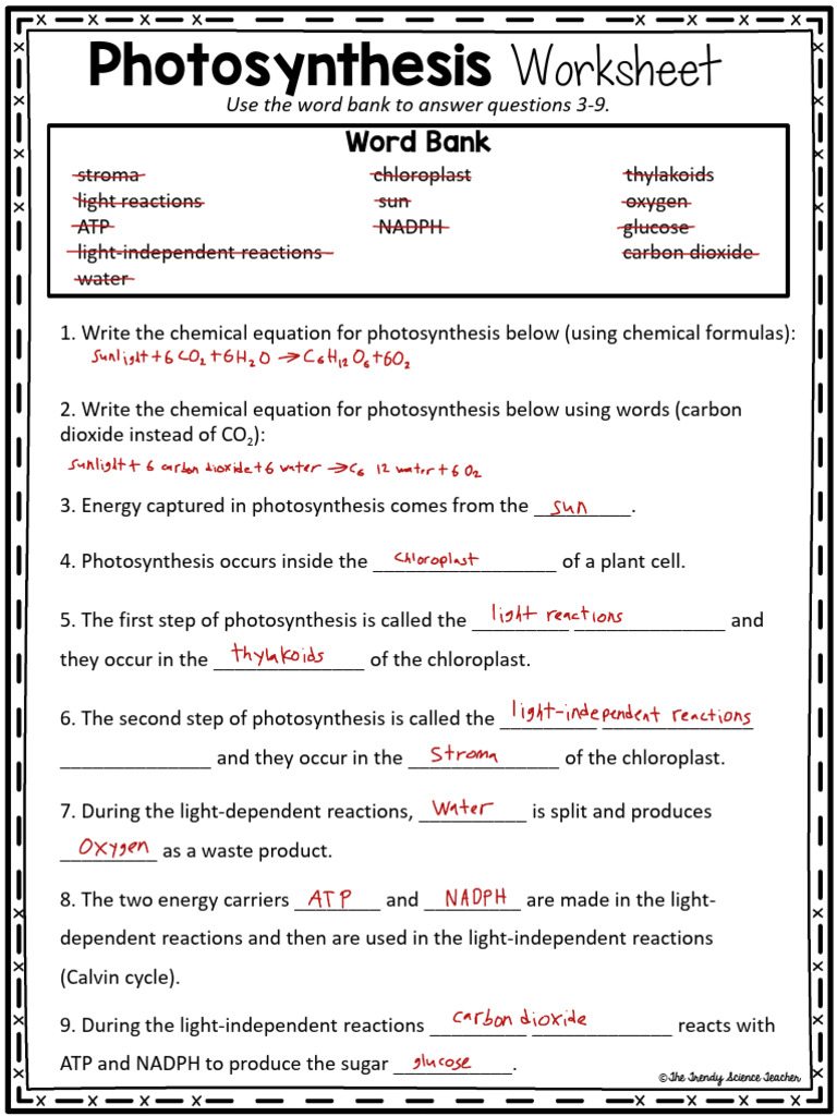 Photosynthesis Worksheet Guide | PDF | Photosynthesis | Biology