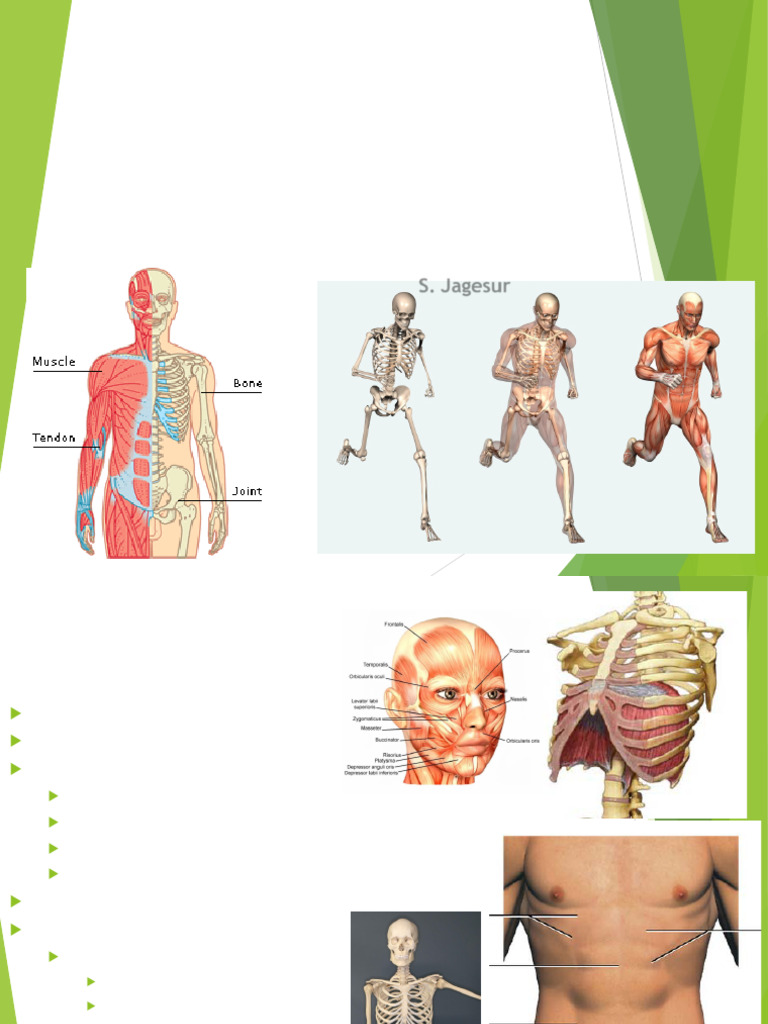 Introduction_to_osteology_and_muscles_of_head_and_neck_and_abdomen[1 ...